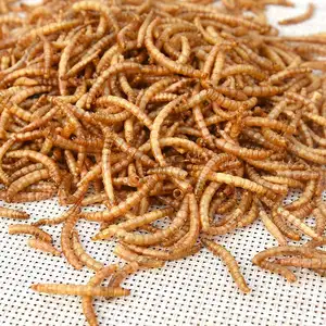 Frozen Feeder Mealworms for Pet Birds Fish, Lizards, Spiders Food Amphibians Aquatic Fishing Bait Canned or Bag