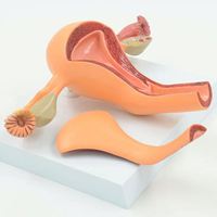 KyrenMed Modèle d'ovaire d'utérus normal féminin humain avec couverture Modèle d'organe reproducteur d'utérus et d'organes génitaux Simulation de gynécologie