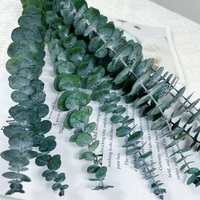 10 pièces naturel véritable fleur sèche séchée Eucalyptus Globulus feuille préservée Eucalyptus plante pour douche événement décoration