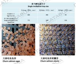 Incubadora de Huevos de Pescado CATAQUA, Equipo Moderno para Piscifactorías, Diseño de Alta Eficiencia Tipo Estante para Salmones, 1 Año de Garantía - Product Image 2