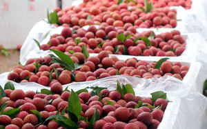 LICHEE FRESCO A PRECIO COMPETITIVO DE VIET NAM - Product Image 4