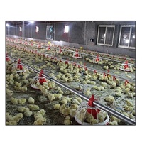 Ligne d'alimentation pour volailles de petite taille, ligne d'alimentation en chaîne pour volailles, mangeoires automatiques pour volailles, poulets