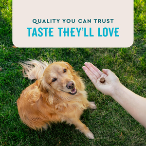 Soins de santé pour animaux de compagnie de qualité supérieure Comprimés à croquer Chiens âgés Chiots Soutien à la mobilité Glucosamine Chondroïtine MSM Friandises pour chiens Chats Poisson - Product Image 4