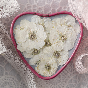 12 pièces/sac fleur de prunier carte faisant des fournitures résine bijoux plante naturelle écologique vraie fleur pressée - Product Image 4