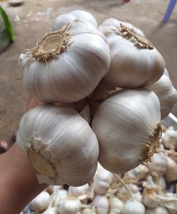 Ajo Fresco Vietnamita, Ail Frais Natural Premium, Bulbos Enteros de Ajo Blanco para Compradores Mayoristas - Product Image 1