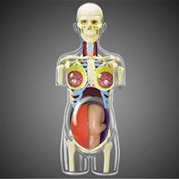 Torso Anatómico Transparente de Embarazo con Esqueleto, Pintado a Mano con Perspectiva Inteligente y 41 Órganos Desmontables, CE/ISO
