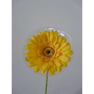 GERBERA SPRAY X1 63CM YL - Product Image 1