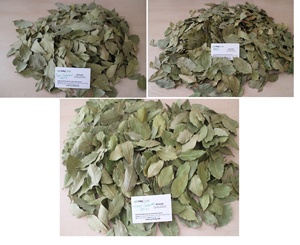 Hojas de Laurel turcas de alta calidad semiseleccionadas 5-10cm AD ISO certificada hierba de Laurel seca cruda 25kg bolsas de PP suministro al por mayor - Product Image 4