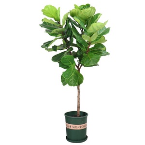 Grande fiore di violino interno foglia di fico Bonsai sempreverde tutte le stagioni pianta interna di purificazione dell'aria in <span class=keywords><strong>vaso</strong></span> per il ringraziamento di natale - Product Image 5