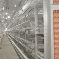 Oeufs de pondeuse en batterie de type H Poule pondeuse Poule cage à poules