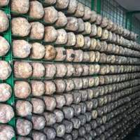 Contenedor de 40FT para granja, contenedor para cultivo Vertical de hongos y ovejas