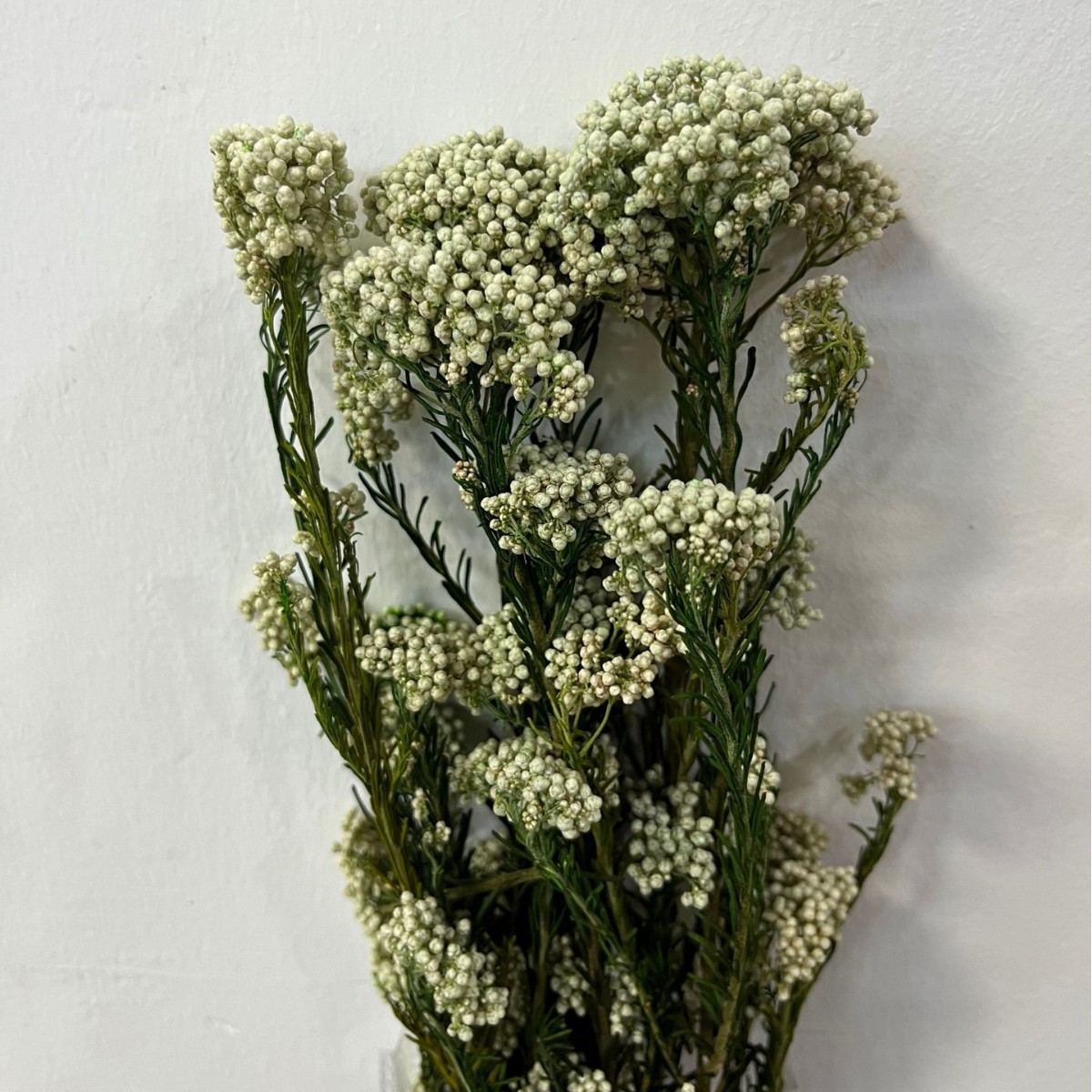 Poteau vert et fleur blanche