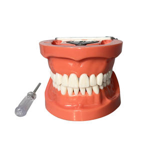 Modelo Dental Completamente Desmontable de 32 Dientes, Equipo y Accesorio de Terapia Oral para Práctica y Educación - Product Image 1