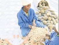 Poudre de fruit de Baobab Kariba en gros, qualité alimentaire, superaliment naturel, poudre fine, sans additifs artificiels, durée de conservation 18-24 mois