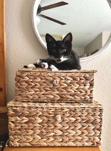 Water Hyacinth Basket with Lid Natural Handmade Woven Organizer Rustic Eco-Friendly <b>Collapsible</b> Water Hyacinth <b>Storage</b> Box - Product Image 5