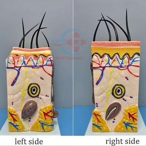 HC-S264 Enlarged Anatomical Models Human Skin Model ,Medium Skin Enlargement Model - Product Image 4
