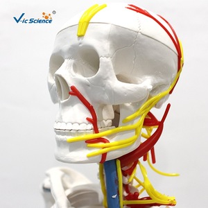 Suministro directo de fábrica de un modelo de esqueleto humano de 85 cm con corazón y vasos sanguíneos, material didáctico anatómico, hecho de PVC. - Product Image 4