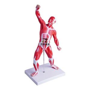 Modèle d'enseignement médical de haute qualité, représentant la partie inférieure du tronc humain, avec musculature anatomique peu profonde, 5 cm - Product Image 4