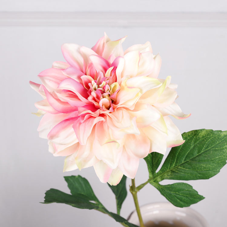 ชมพู+ขาว