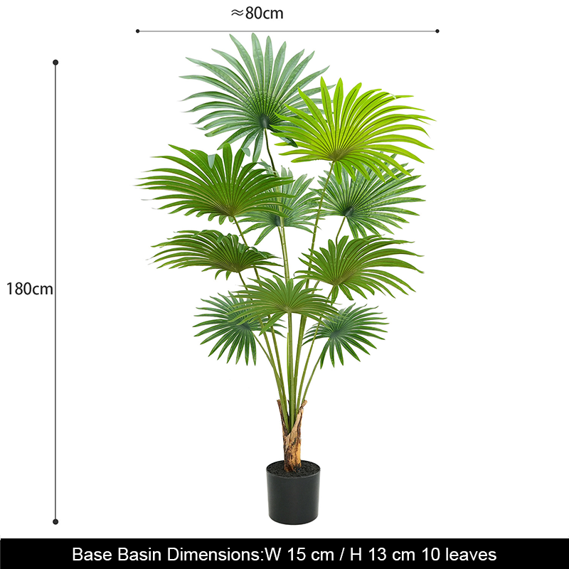 Licuala grandis de 180 cm