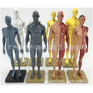 Modello di cranio da 30 cm per riferimento artistico, raffigurante mezzo busto, per anatomia muscoloscheletrica umana e disegno. - Product Image 5