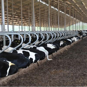 Edificio Prefabbricato in Acciaio Direttamente dalla Fabbrica per Allevamento di Pecore e Capre, Fattoria di Bovini da Latte, <span class=keywords><strong>Officina</strong></span> in Acciaio con Servizi di Saldatura - Product Image 1