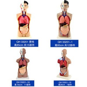 แบบจำลองศีรษะ คอ และลำตัวมนุษย์ที่ปรับแต่งได้ สำหรับการสาธิตทางกายวิภาค อุปกรณ์การศึกษาวิทยาศาสตร์ชีวภาพ และการแพทย์ - Product Image 1