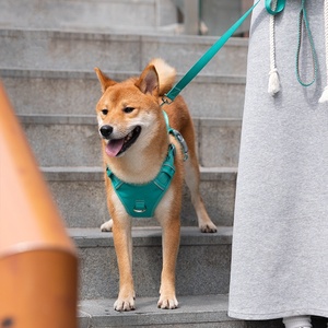 สายจูงสุนัขแบบเสื้อกั๊กหลากสี ป้องกันการรัดคอ สวมใส่สบาย สำหรับสุนัขขนาดเล็ก กลาง ใหญ่ อุปกรณ์สำหรับสัตว์เลี้ยง - Product Image 5