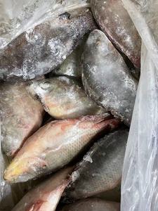 Pesce Tilapia Nero Fresco Congelato Vivo Cinese All'Ingrosso - Pezzi Intere in Vendita - Product Image 3