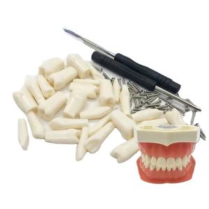 Modèle dentaire supérieur complet Sandra Dental Tw01 <span class=keywords><strong>pour</strong></span> l'enseignement des dents remplaçables - Acier inoxydable et acrylique - Product Image 1