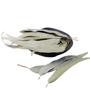 <span class=keywords><strong>Feuilles</strong></span> <span class=keywords><strong>d</strong></span>'<span class=keywords><strong>eucalyptus</strong></span> entiers sans produits chimiques, <span class=keywords><strong>feuilles</strong></span> <span class=keywords><strong>d</strong></span>'<span class=keywords><strong>eucalyptus</strong></span> naturelles, brutes et séchées, <span class=keywords><strong>feuilles</strong></span> <span class=keywords><strong>d</strong></span>'<span class=keywords><strong>eucalyptus</strong></span> en vrac pour <span class=keywords><strong>tisane</strong></span> - Product Image 1