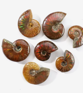 Vente en gros : Spécimen d'<span class=keywords><strong>Ammonite</strong></span> opaline irisée, cristal de guérison naturel avec support de présentation pour la décoration intérieure Feng Shui - Product Image 6
