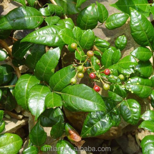 <span class=keywords><strong>Hovenia</strong></span> <span class=keywords><strong>Dulcis</strong></span>-<span class=keywords><strong>extract</strong></span> |   Dihydromyricetin 25%~98% DHM Zhijuzi <span class=keywords><strong>Extract</strong></span> Herstel & Leverondersteuning |   Aanpasbaar bulkpoeder - Product Image 3