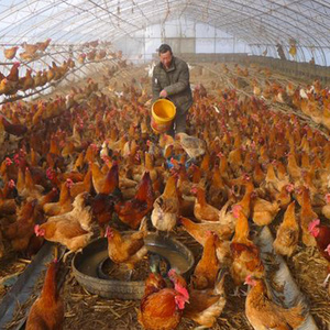Serre tunnel d'élevage pour volailles, pour poulets - Product Image 2