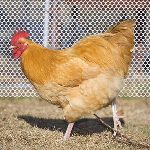 15.7IN X 10FT plastik örgü çit levha 0.3IN açılış plastik tavuk tel örgü rulo fabrikadan köpekler için dayanıklı - Product Image 1