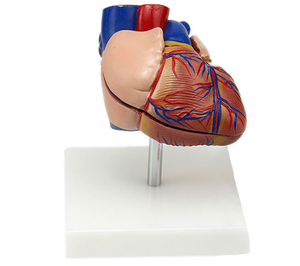 Modèle d'enseignement de la chirurgie cardiaque en science médicale modèle d'anatomie cardiaque taille de la vie humaine - Product Image 2