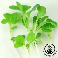 Assortiment de spécialités du chef - Micro-pousses de qualité supérieure, style de conception recouvert, style fermier, pour jardin de bureau ou plante verte - Product Image 2