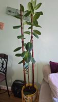 Tiang Penyangga Tomat dari Bambu Alami, Tiang Bambu Kustom