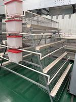 Nouvelle cage d'élevage de poulets de type A pour ferme avicole HK, en acier galvanisé à chaud, économe en énergie, à vendre