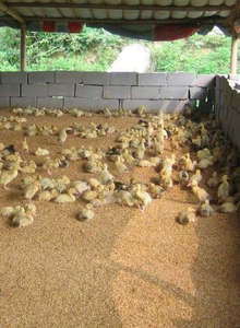 Inek/sığır çiftliği fermantasyon yatağı için özel bakteri/mikrobiyal probiyotikler - Product Image 2