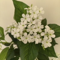 Penjualan Pabrik tanaman Bonsai bunga Hortensia asli berkualitas tinggi dengan Simulasi sentuhan untuk dekorasi dalam ruangan taman Hotel