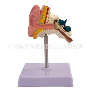 Modèle de simulation pédagogique de l'anatomie de l'oreille (oreille droite) – 3 composants : cochlée, oreille agrandie, spécimen anatomique médical - Product Image 5