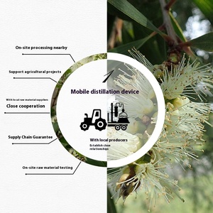 Huile Essentielle Naturelle de <span class=keywords><strong>Niaouli</strong></span> (Melaleuca Viridiflora) de Qualité Thérapeutique pour Soins de la Peau et Acné – Marque Privée Personnalisée, Vente en Gros - Product Image 4