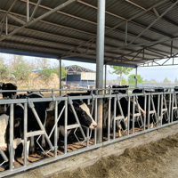 Estribo de sujeción para vacas de tamaño pequeño, para terneras jóvenes y ganado lechero, equipo de sujeción para la alimentación