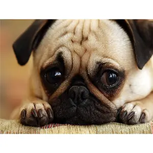 Pug Hond Diy 5D Diamant Schilderij Hond Dier Volledige Boor 5D Diamond Art Mozaïek Schilderij Borduurwerk Handgemaakte Cadeau Room Decor - Product Image 1