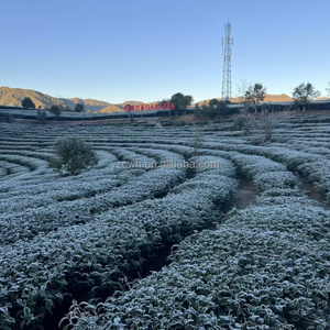 ชาอู่หลงหมักกรองกรดแกม<span class=keywords><strong>มา</strong></span>อะมิโนบิวทีริก ปี 2026 ขา<span class=keywords><strong>ย</strong></span>ส่ง OEM รุ่นแบล็คไดมอนด์ เทิงชง <span class=keywords><strong>ย</strong></span>ูนนาน แบบขายส่งจำนวน<span class=keywords><strong>มา</strong></span>ก - Product Image 4