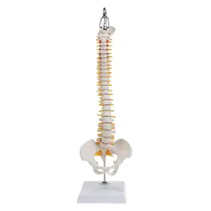 GelsonLab HSBM-446 45 ซม.มนุษย์กระดูกสันหลังด้วย Pelvic รุ่นมนุษย์กายวิภาคศาสตร์กายวิภาคศาสตร์ Spine Medical รุ่น Spinal Column รุ่น