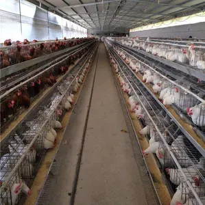 Equipo para aves de corral tipo A, jaula de capas de pollo de 6x3 niveles con máquina de recolección de huevos