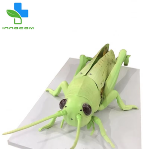 Modèle pédagogique pour la zoologie : structure anatomique d'éléphant <span class=keywords><strong>de</strong></span> mer agrandie - Aide à l'entraînement pour l'éducation en biologie médicale et en sciences animales - Product Image 2