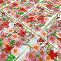 Fleurs séchées décoratives pressées naturelles, pétales de fleurs séchées pour bricolage coque de téléphone résine/décalcomanie cadre fleurs séchées décoratives